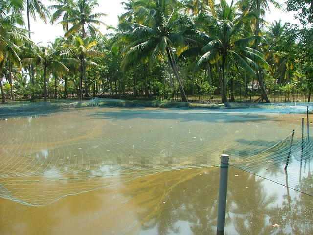 Fish-pond: bassin de pisciculture