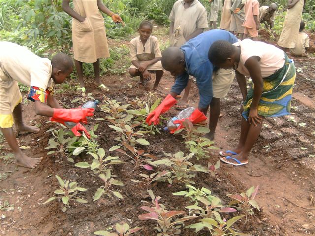 Réutilisation urine jardin scolaire