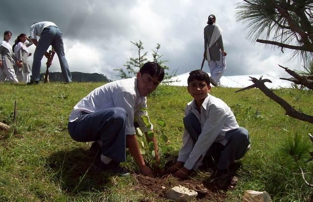 Plantation des arbres à Sangrah
