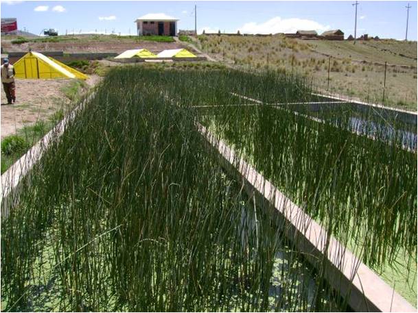 Bassin à macrophytes (Puno - Pérou)