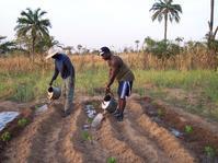 Arrosage de cultures maraîchères